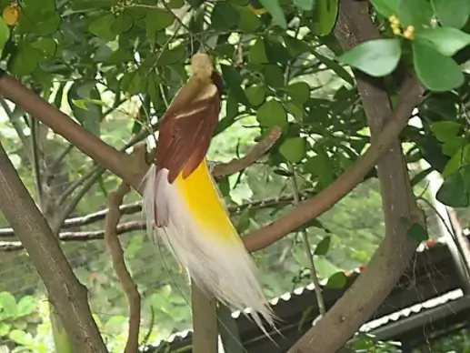 heaven bird