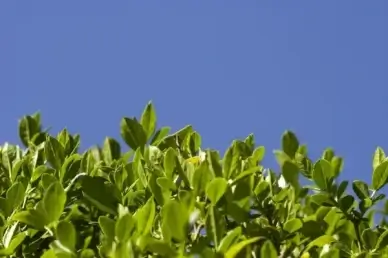 hedge leaf leaves