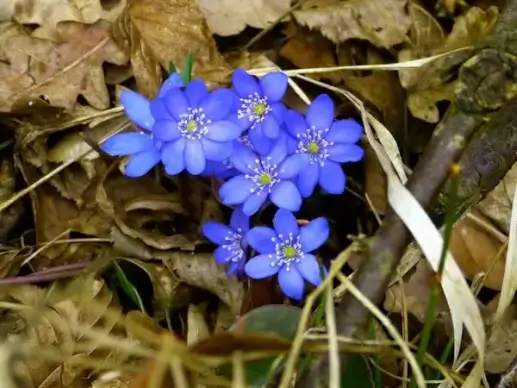 hepatica flower hepatica nobilis