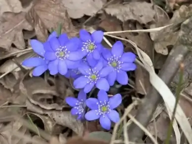 hepatica flower hepatica nobilis
