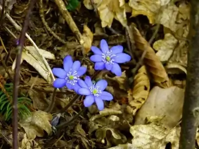 hepatica flower hepatica nobilis