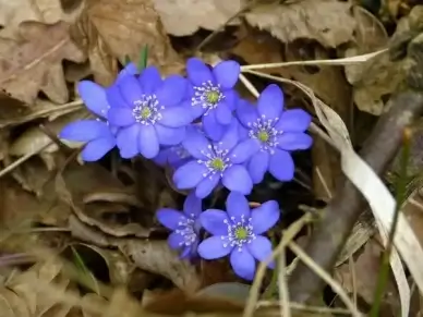 hepatica flower hepatica nobilis