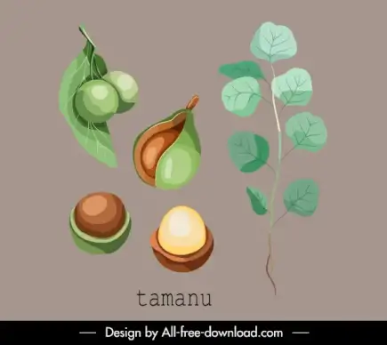 herbal plant icon tamanu fruit leaf sketch