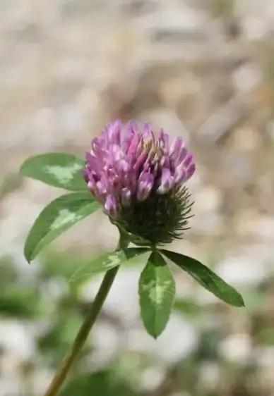 herbs weed klee