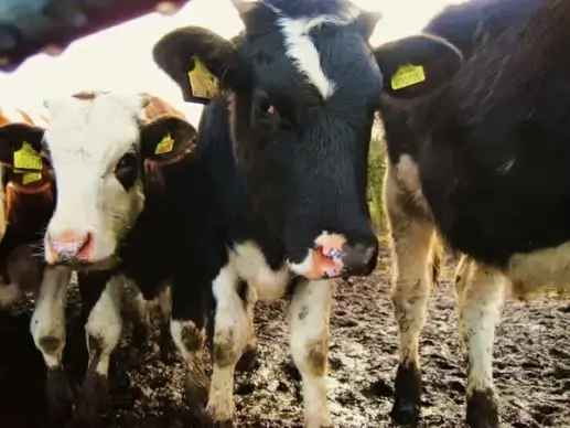 herd of cows