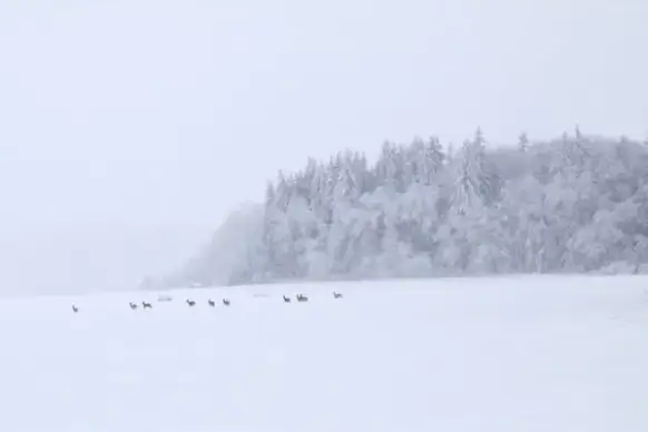 herd of deer