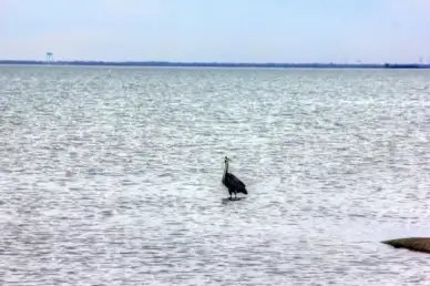 heron in bay at galveston texas