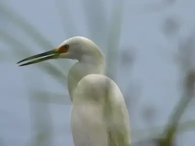 heron white bill