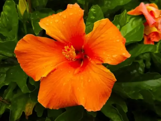 hibiscus flower picture elegant closeup