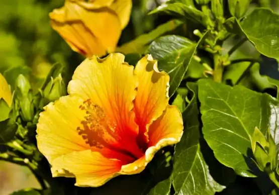 hibiscus flower picture elegant closeup