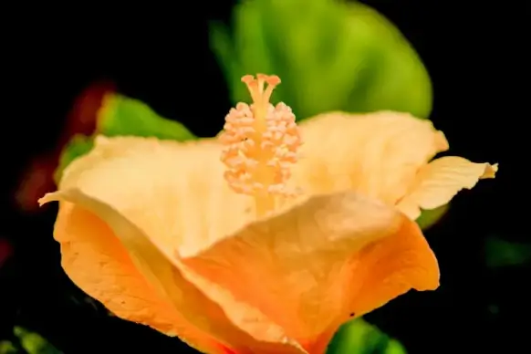 hibiscus petal backdrop contrast closeup elegance