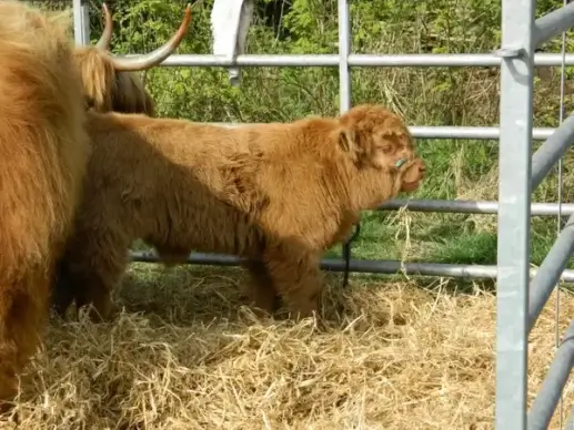 highland cattle
