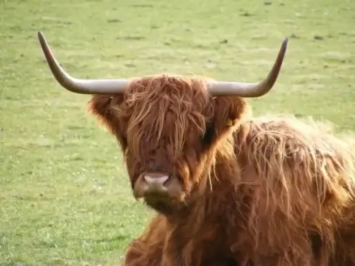 highland cow
