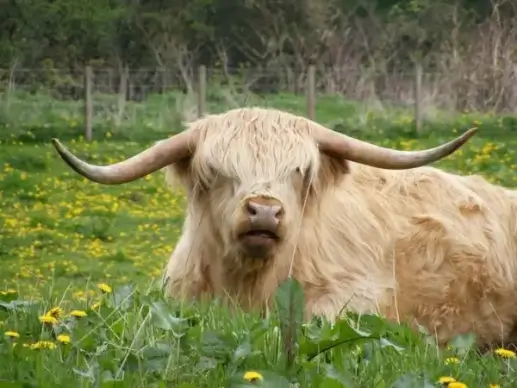 highland cow