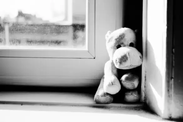 hippo on the window
