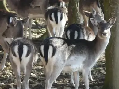 hirsch animal antler