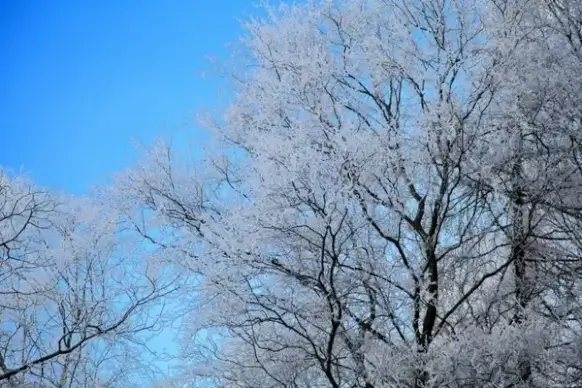 hoar frost on tree