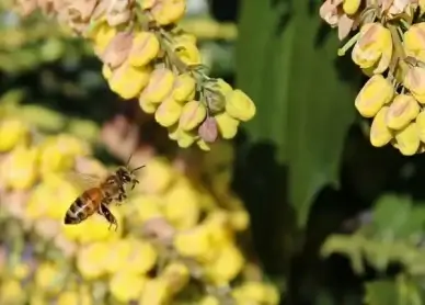 honey bee honeybee flying