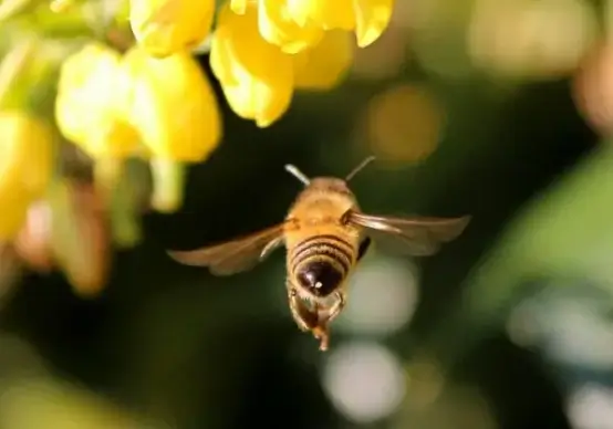 honey bee insect flying