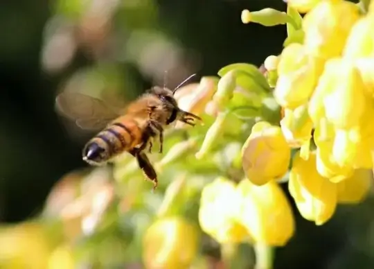 honey bee insect sting