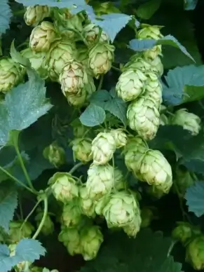 hops plant humulus