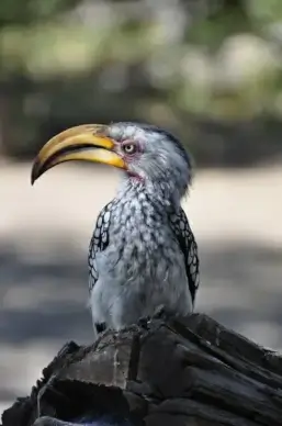hornbill bird bill