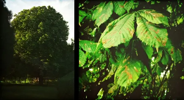 horse chestnut is not happy