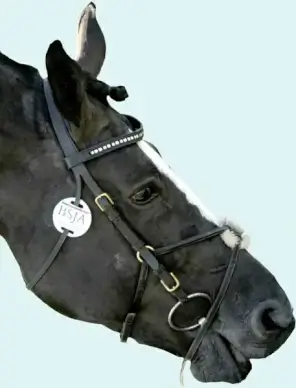 horse head