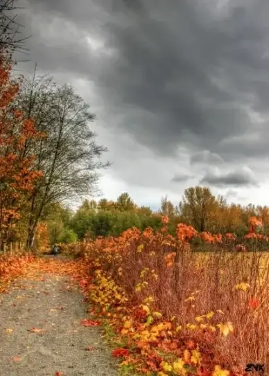 horse trail nature
