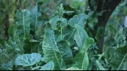 Horseradish