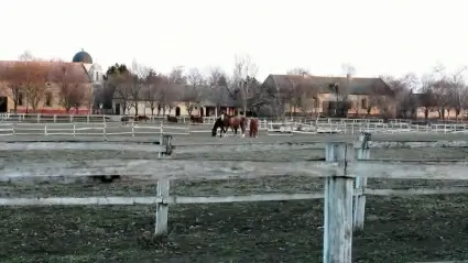 Horses