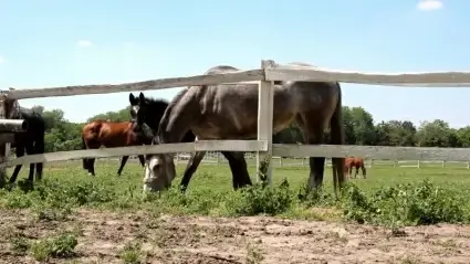 Horses