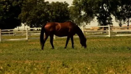Horses