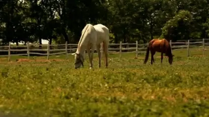Horses