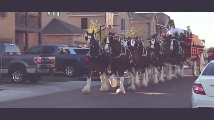 horses carriage in modern downtown