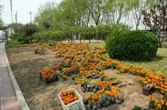horticulture for dummies