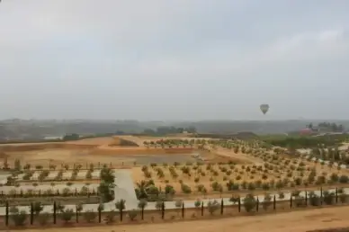 hot air balloon over fields of planted trees
