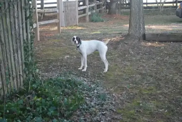 hound dog