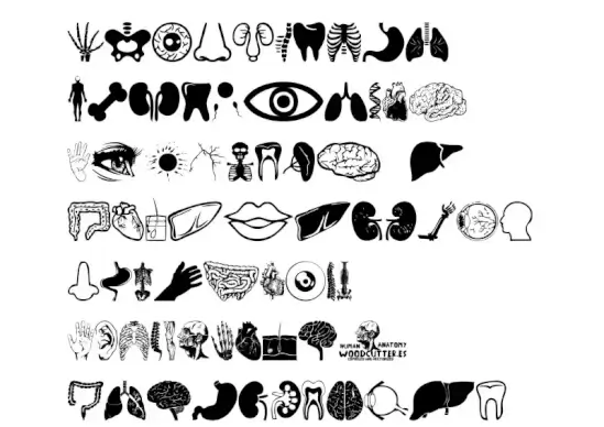 Human Anatomy