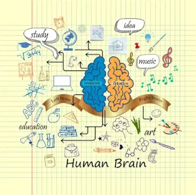 human brain infographic design with hand drawn style