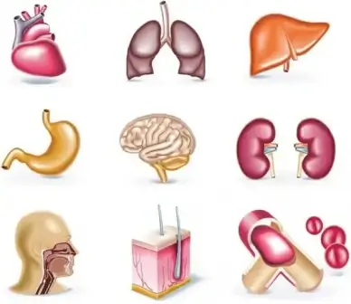 organs icons collection colored 3d design