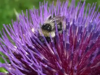 hummel thistle flower insect