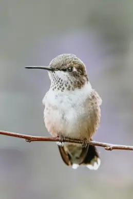 hummingbird picture closeup cute perching bird 