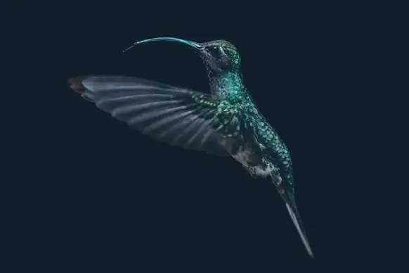 hummingbird picture dark dynamic flying bird 