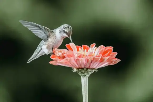 hummingbird picture dynamic bird eating petal