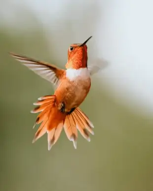 hummingbird picture dynamic flying bird