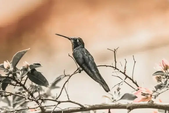 hummingbird picture tranquil scene 