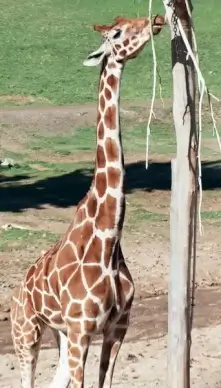 hungry giraffe