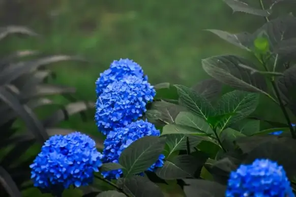 hydrangea blossom scene picture elegant modern