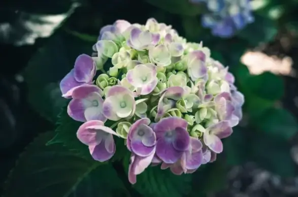 hydrangea flower picture contrast closeup